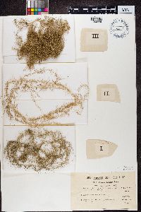 Usnea longissima image