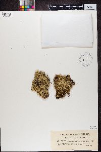 Cladonia uncialis image