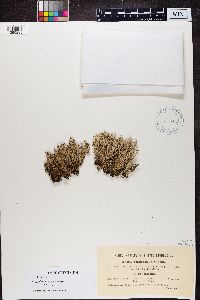 Cladonia squamosa image