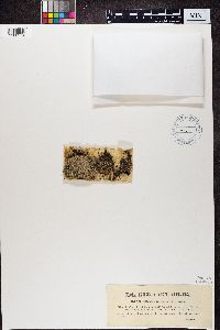 Image of Cladonia agariciformis