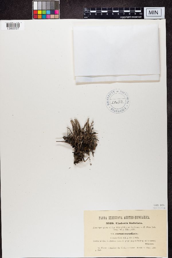 Cladonia subulata image