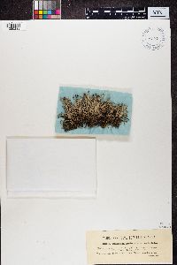 Media resource of Cladonia subulata