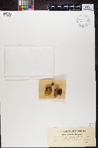 Cladonia botrytes image