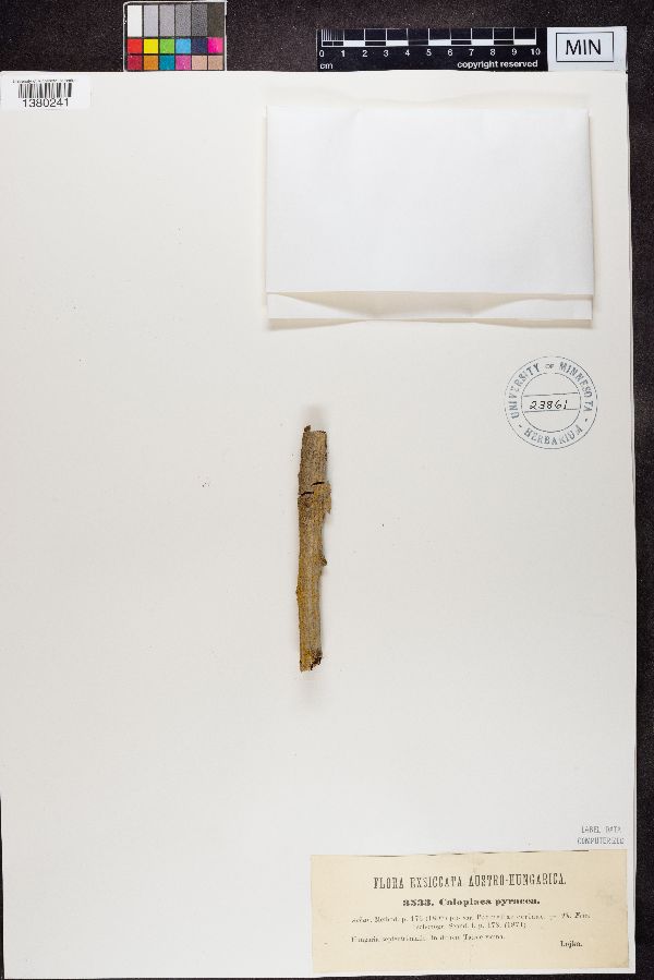 Athallia pyracea image