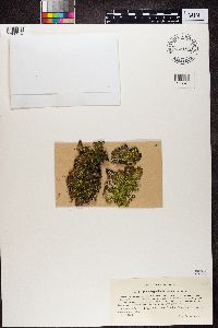 Pseudocyphellaria crocata image