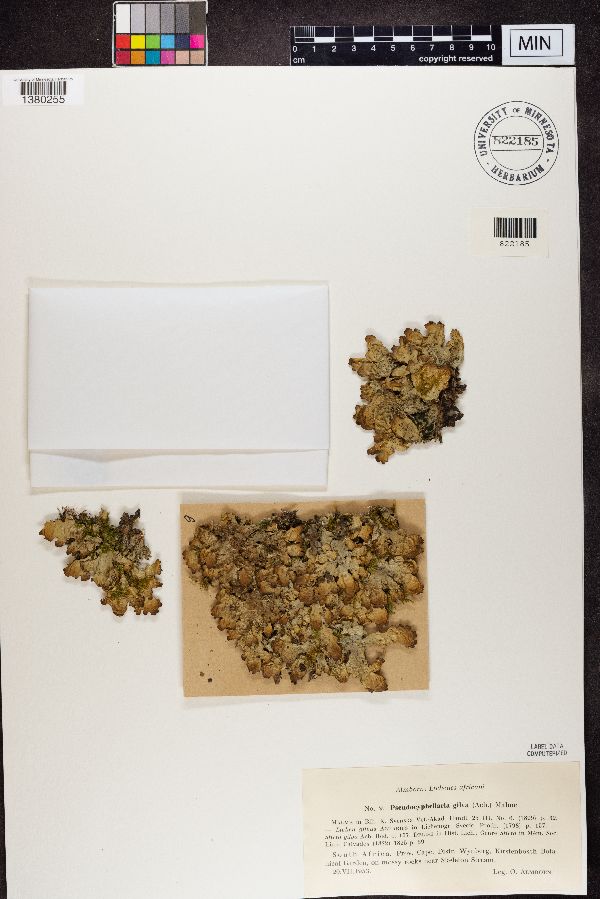 Pseudocyphellaria gilva image