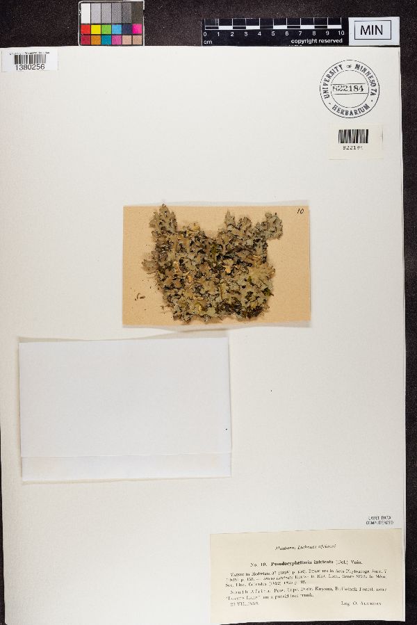 Pseudocyphellaria intricata image