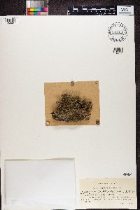 Nephroma helveticum image