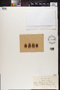 Psora decipiens image