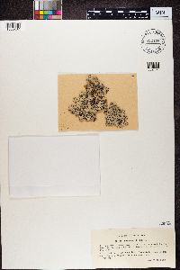 Parmotrema reticulatum image