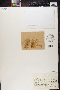 Ramalina farinacea image