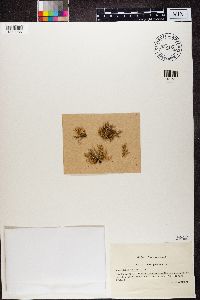 Usnea pulvinata image