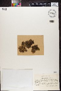 Sticta fuliginosa image