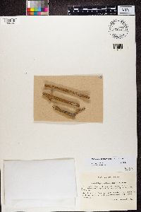 Caloplaca microphyllina image