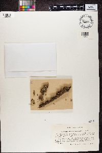 Teloschistes chrysophthalmus image