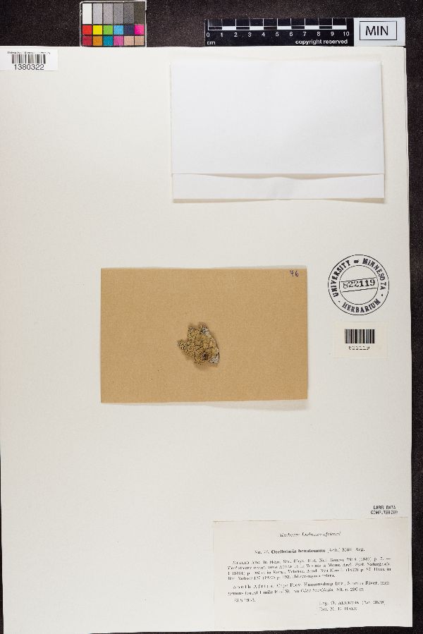 Ocellularia henatomma image