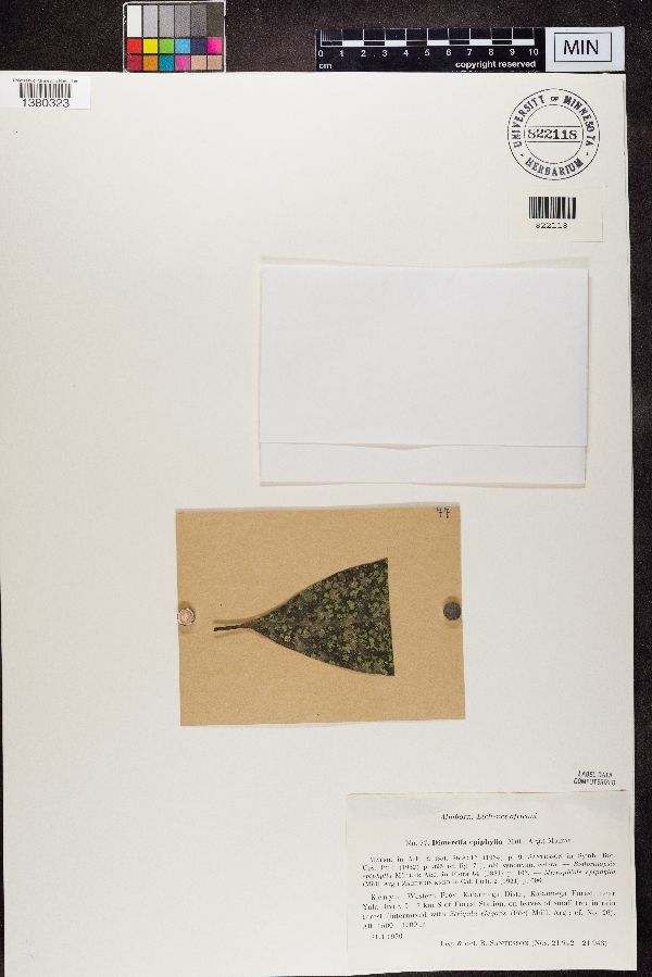 Coenogonium subluteum image