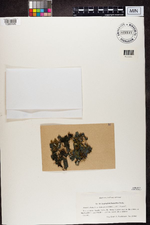 Leptogium burnetiae image