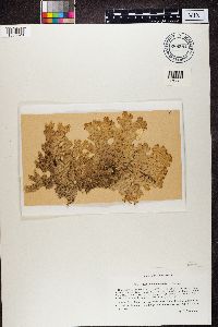 Lobaria pulmonaria image