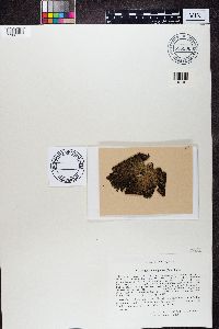 Lasallia papulosa image