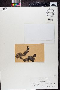 Lasallia papulosa image