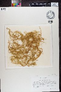 Usnea articulata image