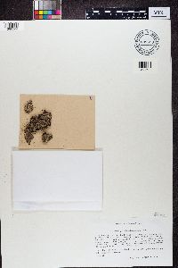 Phaeophyscia hispidula image