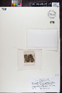 Normandina pulchella image