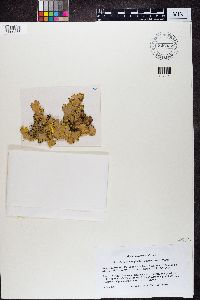 Pseudocyphellaria aurata image