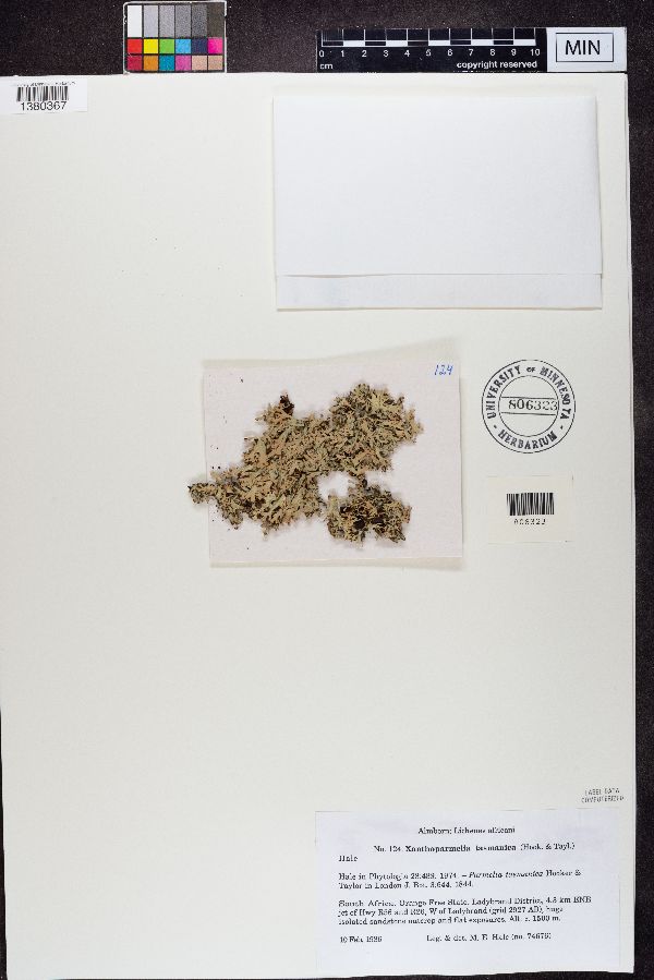 Xanthoparmelia tasmanica image