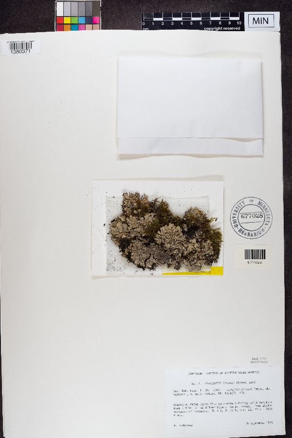 Hypogymnia bitteri image