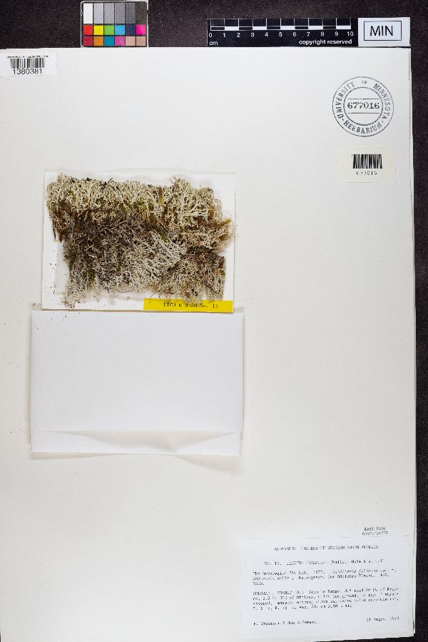 Cladina arbuscula image