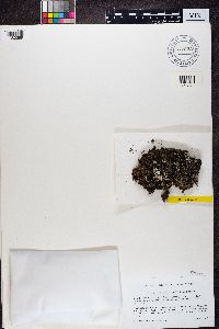 Bilimbia lobulata image