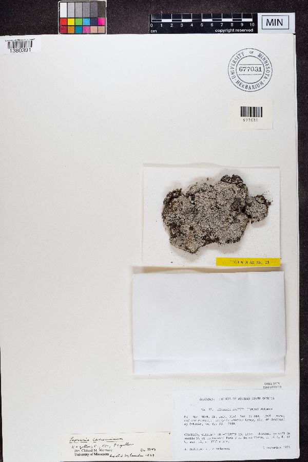 Lepraria arctica image