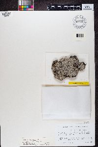 Media resource of Lepraria arctica