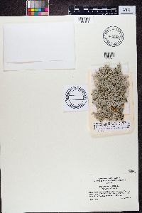 Pseudevernia intensa image