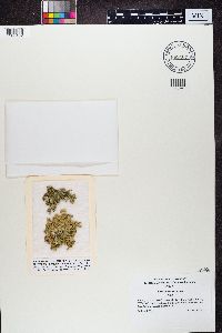 Ramalina sinensis image