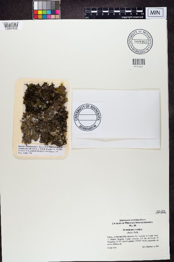 Nephroma parile image