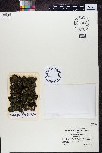 Leptogium saturninum image