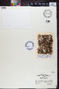 Cetraria ericetorum image