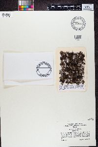 Cetraria aculeata image