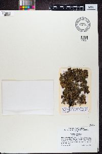 Nephroma bellum image