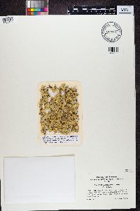 Pycnothelia papillaria image