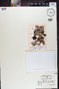 Dermatocarpon miniatum image