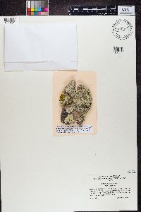 Dimelaena oreina image