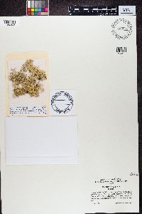 Evernia divaricata image