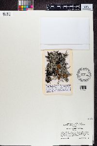 Media resource of Hypogymnia heterophylla