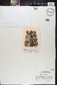 Imshaugia placorodia image