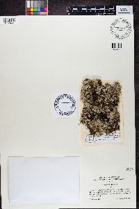 Parmelia sulcata image