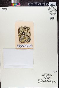 Parmeliopsis ambigua image